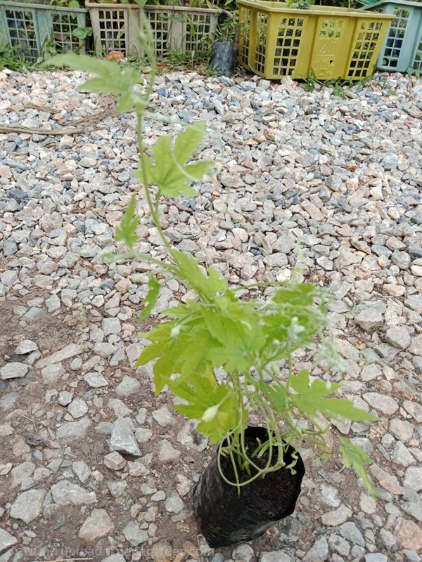 ต้นพันธุ์ มะระขี้นก พร้อมปลูกถุงดำ 30บาท บ่าห่อย  | เจซีฟาร์ม - เวียงชัย เชียงราย