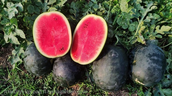 ต้นพันธุ์ แตงโม ถุงดำพร้อมปลูก 30 บาท ต้นแตงโม   | เจซีฟาร์ม - เวียงชัย เชียงราย