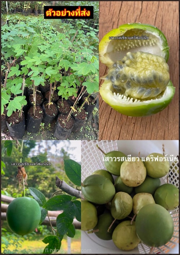 ต้นเสาวรสเขียว ต้น เสาวรส เขียว แคริฟอร์เนีย เสียบ | Shopping by lewat - เมืองมหาสารคาม มหาสารคาม