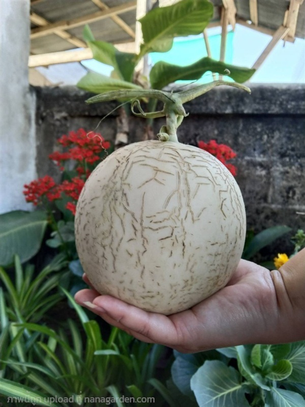 ต้นพันธุ์ แคนตาลูป  ถุงดำพร้อมปลูก 30บาท cantaloup | เจซีฟาร์ม - เวียงชัย เชียงราย