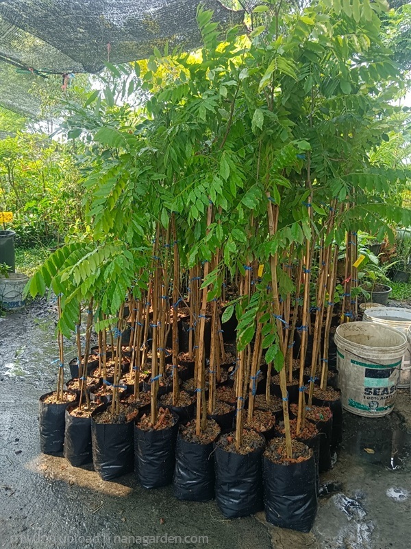 ต้นระพี้นางนวล | สมบูรณ์จัดหาพันธ์ไม้ - หนองเสือ ปทุมธานี