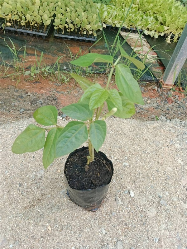 ต้นพันธุ์  ถั่วแขก ถุงดำพร้อมปลูก 30 บาท ถั่วแขก  | เจซีฟาร์ม - เวียงชัย เชียงราย