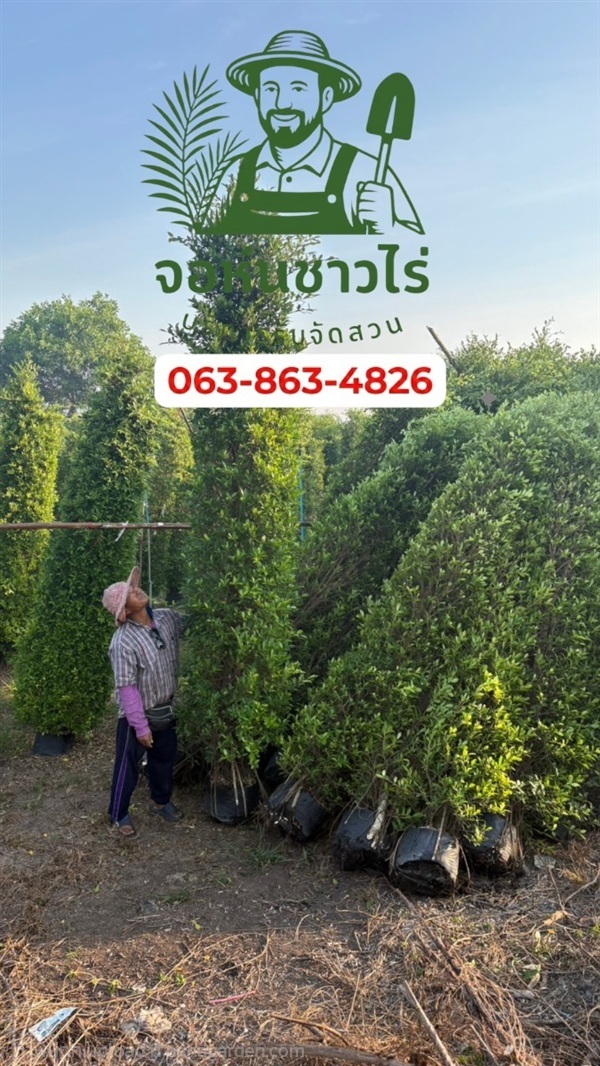 ต้นไทรเกาหลี  1.5 เมตร | จอห์นชาวไร่ บริษัทรับจัดสวน - บางบัวทอง นนทบุรี