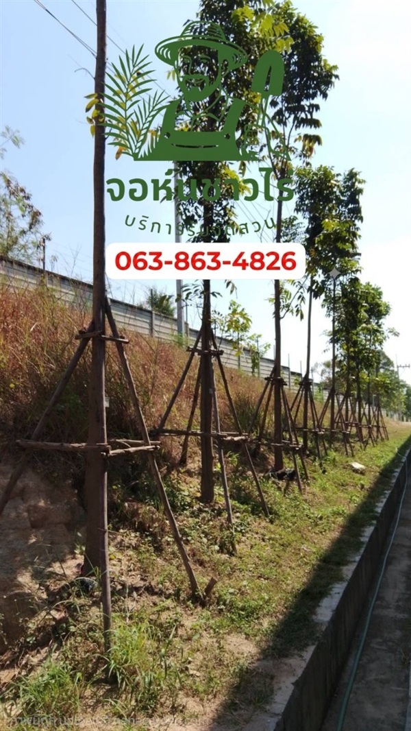 ต้นมะฮอกกานี 5 เมตร | จอห์นชาวไร่ บริษัทรับจัดสวน - บางบัวทอง นนทบุรี