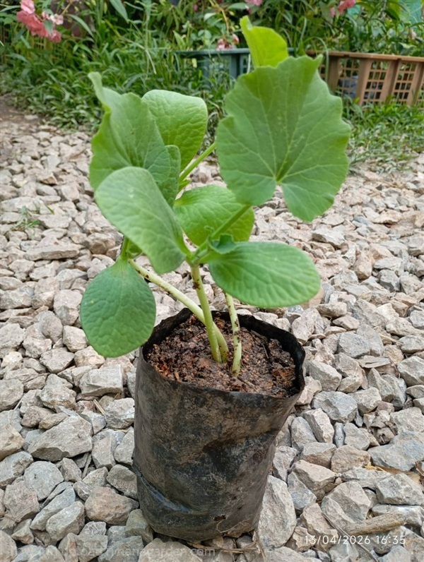 ต้นพันธุ์ ซูกินี ถุงดำพร้อมปลูก 30บาท แตง ซูกินี  | เจซีฟาร์ม - เวียงชัย เชียงราย