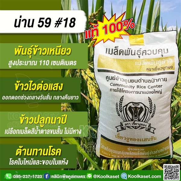 ข้าวเหนียว น่าน 59 (เขี้ยวงูทอง) คูลเกษตร | คลินิกพืชคูลเกษตร - ชุมตาบง นครสวรรค์