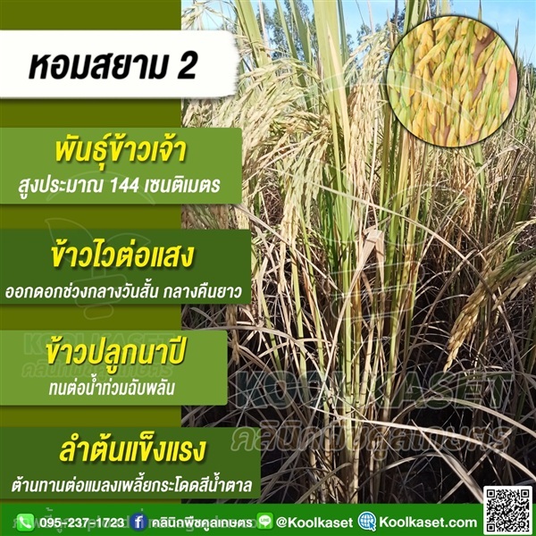 พันธุ์ข้าว หอมสยาม หอมมะลิสูง คูลเกษตร | คลินิกพืชคูลเกษตร - ชุมตาบง นครสวรรค์
