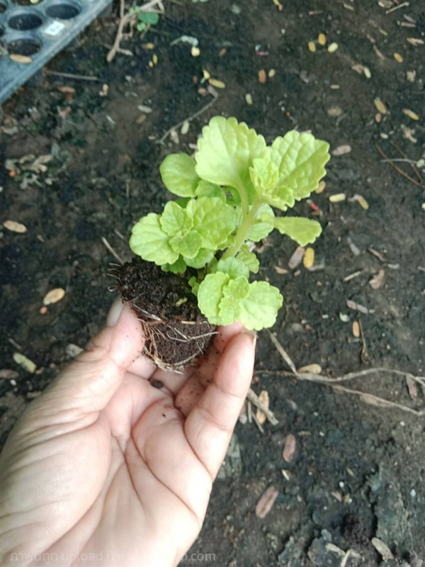 ต้นกล้า มันขี้หนู ใต้ มันหนู ต้นกล้าละ 12 บาท   | เจซีฟาร์ม - เวียงชัย เชียงราย