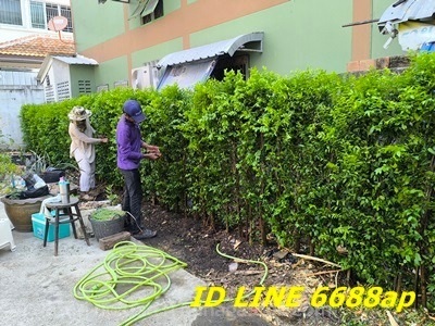 ขายต้นโมก โมกพวง โมกซ้อนและโมกทุกชนิดจัดส่งพร้อมปลูกทั่วกทม | บ้านต้นโมก - เมืองปราจีนบุรี ปราจีนบุรี