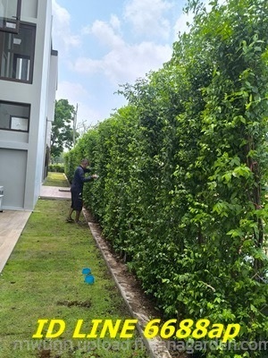 ขายโมกทุกความสูงปลูกเป็นแนวกำแพงรั้วบ้านบริการส่ง | บ้านต้นโมก - เมืองปราจีนบุรี ปราจีนบุรี