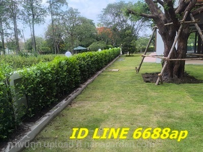  จำหน่ายโมกพวง โมกซ้อน ปลูกเป็นแนวรั้วจัดส่งถึงสถานที่ใน กทม | บ้านต้นโมก - เมืองปราจีนบุรี ปราจีนบุรี