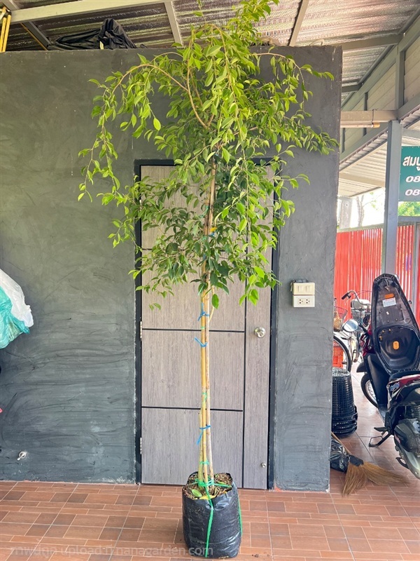 ไทรย้อยใบแหลม | สมบูรณ์จัดหาพันธ์ไม้ - หนองเสือ ปทุมธานี