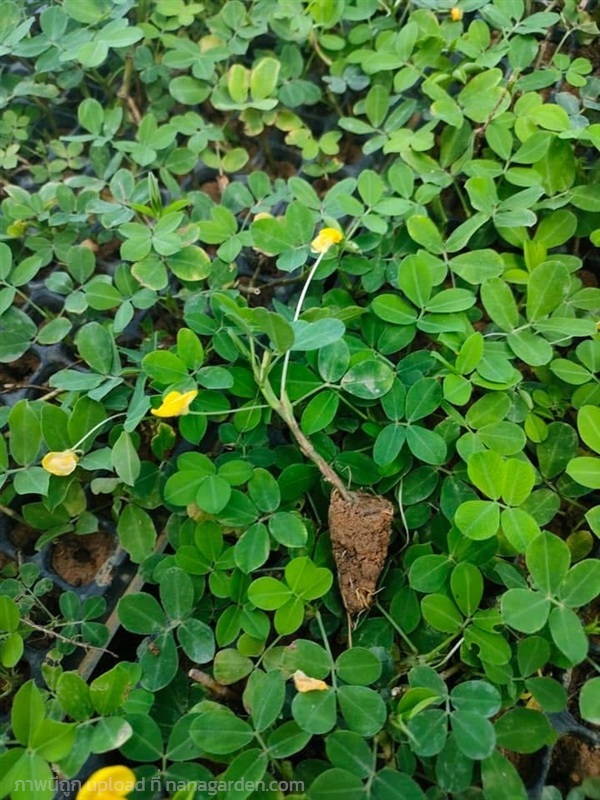 ถั่วบราซิล พันธุ์ถั่วบราซิล | วรรณพันธุ์ไม้ - เมืองตรัง ตรัง