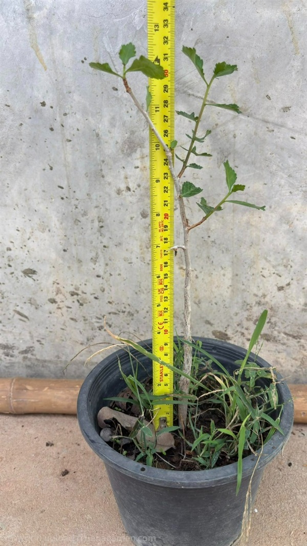 ต้นมดยอบ | มดยอบ100ไร่ - สูงเนิน นครราชสีมา