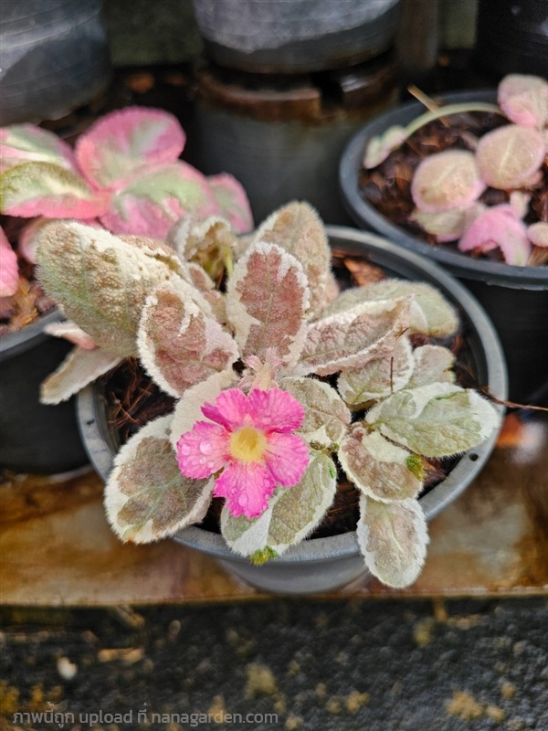 พรมญี่ปุ่นสโนว์ไวท์ใบด่างสีขาวนวลๆ ดอกสีชมพูสวย | proud garden - เมืองนครปฐม นครปฐม