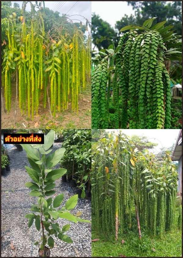 ต้นเปียนางฟ้า หรือ ต้นเกล็ดมังกร Dragon Jade Plant | Shopping by lewat - เมืองมหาสารคาม มหาสารคาม