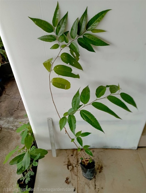 ต้นแก้งขี้พระร่วง | วรากรสมุนไพร - เมืองนครราชสีมา นครราชสีมา