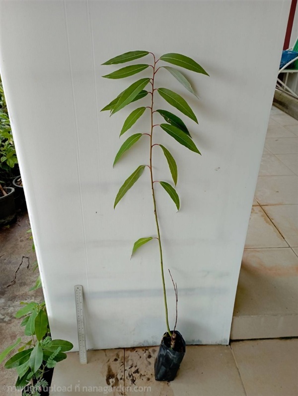 ต้นสนุ่น | วรากรสมุนไพร - เมืองนครราชสีมา นครราชสีมา