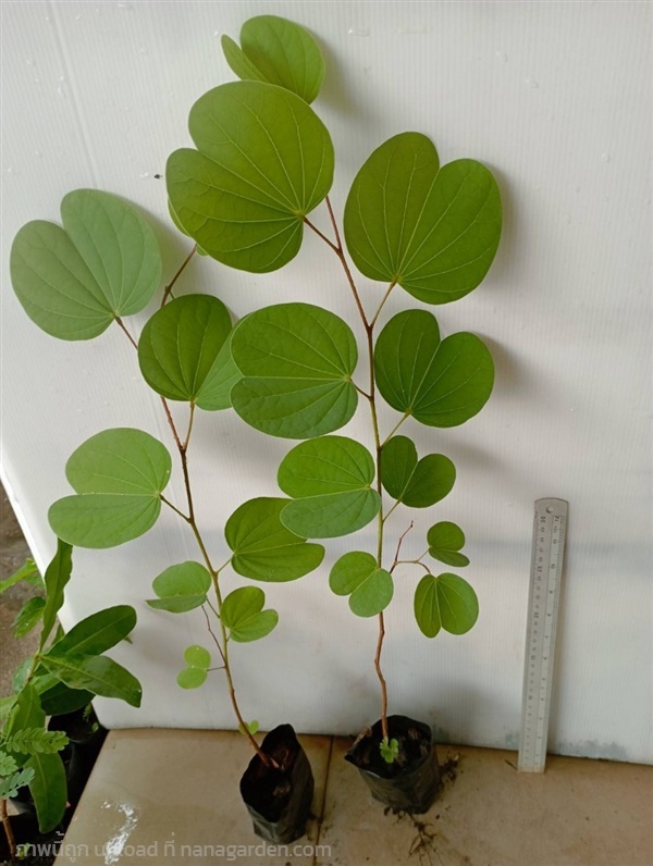 ต้นส้มเสี้ยว | วรากรสมุนไพร - เมืองนครราชสีมา นครราชสีมา