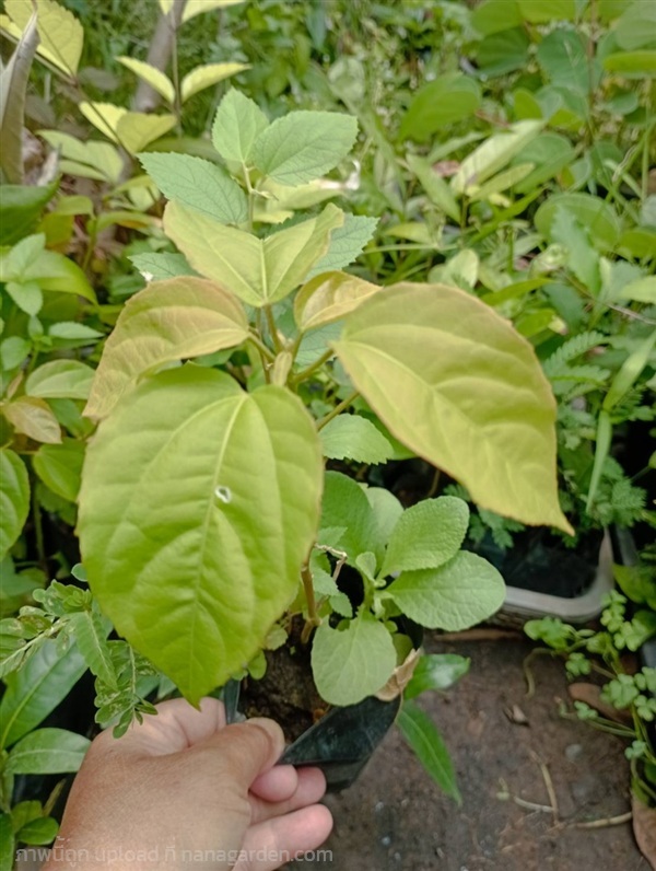 ต้นสลอด | วรากรสมุนไพร - เมืองนครราชสีมา นครราชสีมา