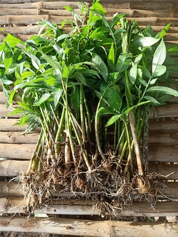 ต้นพันธุ์ อีรอก อีลอก ต้นบุก หัวบุก พร้อมปลูก  | เจซีฟาร์ม - เวียงชัย เชียงราย