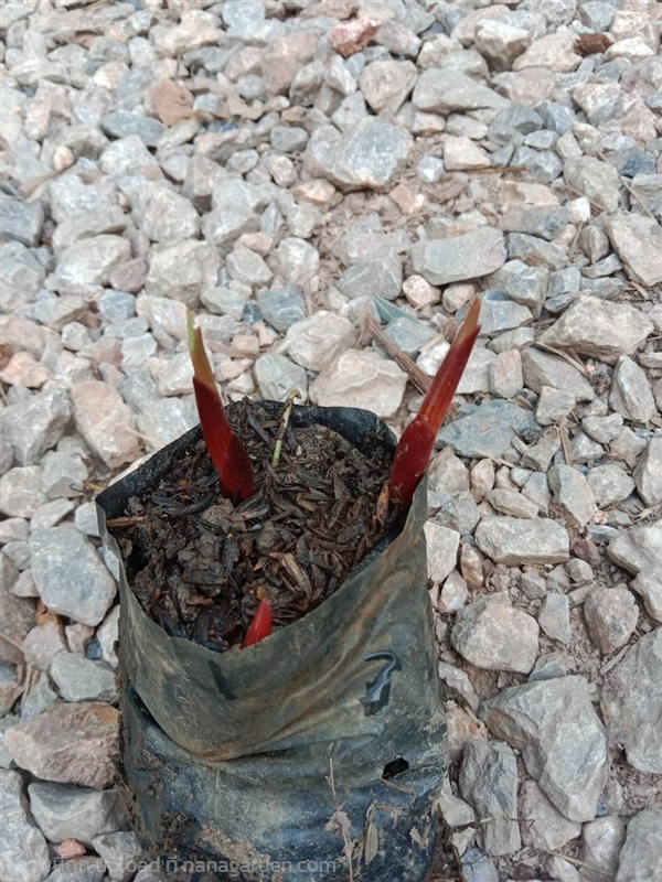 ต้นพันธุ์ กระชายแดง หน่อกระชายแดง พร้อมปลูกในถุงดำ | เจซีฟาร์ม - เวียงชัย เชียงราย