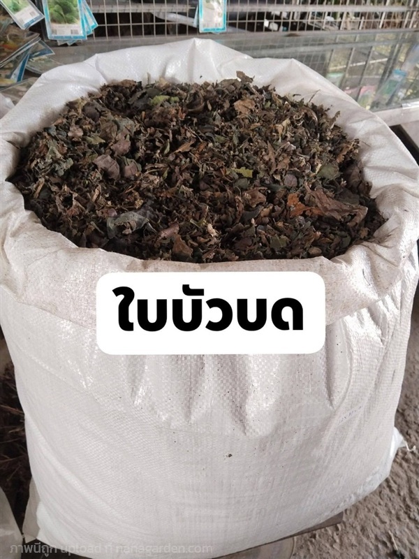 ใบบัวหลวง สับตากแห้ง | เมล็ดพันธุ์ดี เกษตรวิถีไทย - เมืองระยอง ระยอง