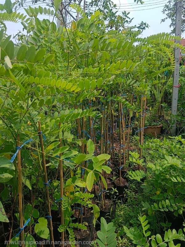 ต้นชัยพฤกษ์ | สมบูรณ์จัดหาพันธ์ไม้ - หนองเสือ ปทุมธานี