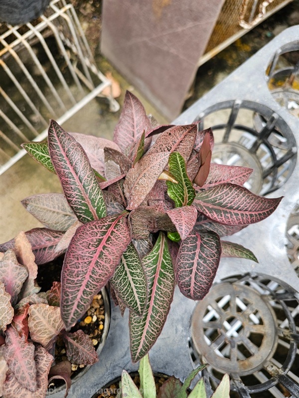 ต้นฟรองซัวร์ใบสีชมพูสวยหวาน "E. Francoisii" | proud garden - เมืองนครปฐม นครปฐม