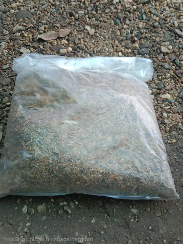 ปุ๋ยขี้ไก่แกลบ  แบ่งขาย 1กก 30 บาท ช่วยปรับสภาพ  | เจซีฟาร์ม - เวียงชัย เชียงราย