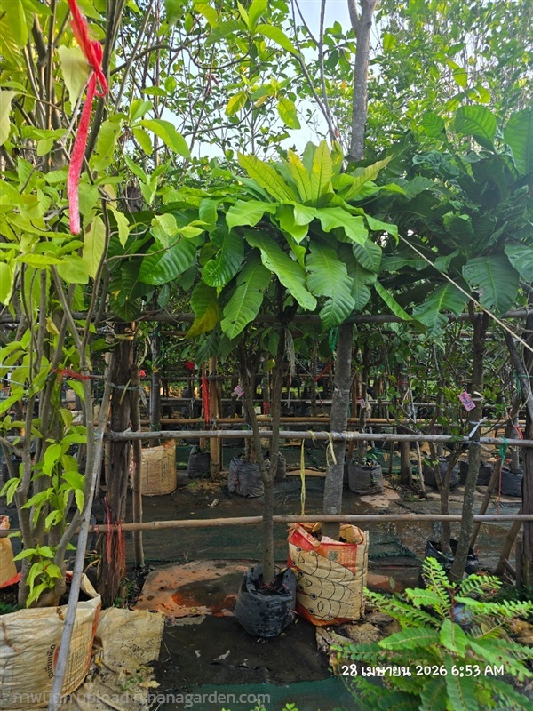 จิกเศรษฐี2" | สวนป้านิตย์ ปราจีนบุรี - เมืองปราจีนบุรี ปราจีนบุรี