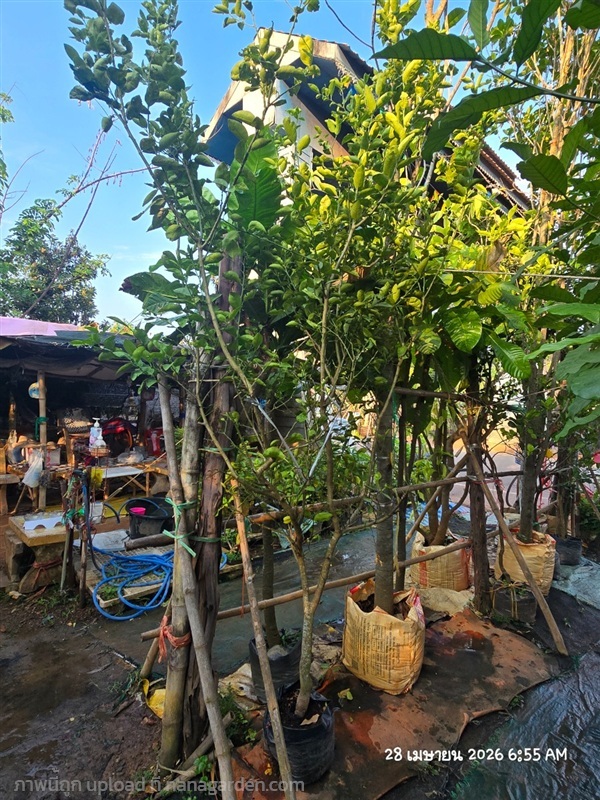 มะนาวไข่2" | สวนป้านิตย์ ปราจีนบุรี - เมืองปราจีนบุรี ปราจีนบุรี