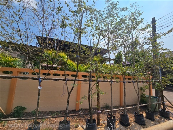 รวงผึ้ง2" | สวนป้านิตย์ ปราจีนบุรี - เมืองปราจีนบุรี ปราจีนบุรี