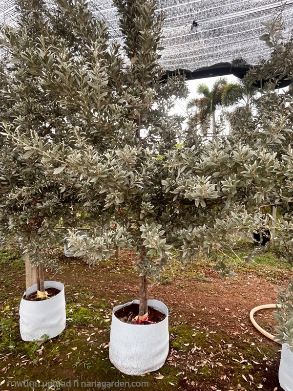 กระดุมไม้ใบเงิน | ณัฐพลพันธุ์ไม้ -  ปราจีนบุรี