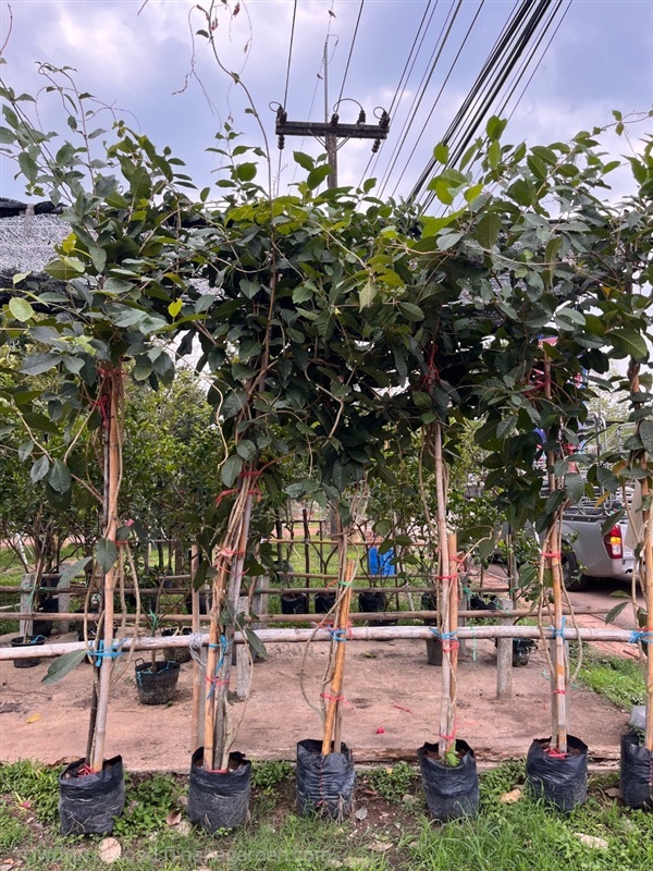 ต้นพวงคราม | ณัฐพลพันธุ์ไม้ -  ปราจีนบุรี