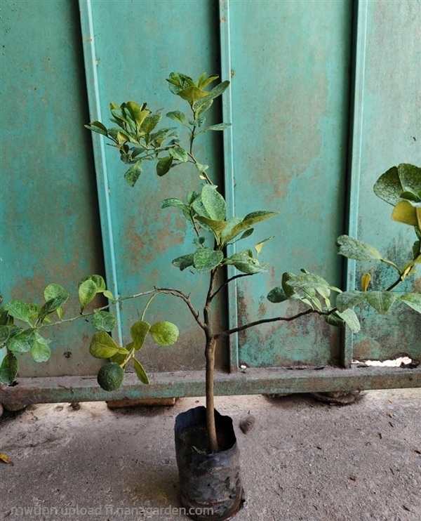 ส้มซ่า ต้นส้มซ่าเสียบยอด | เนตรนภาพันธุ์ไม้ - เมืองตรัง ตรัง