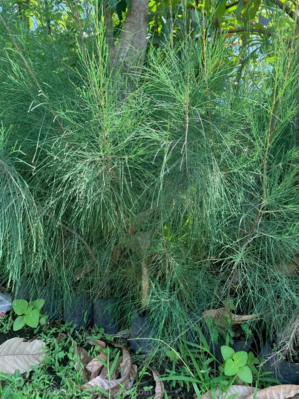 สนประดิพัทธ์ ต้นสนประดิพัทธ์  | เนตรนภาพันธุ์ไม้ - เมืองตรัง ตรัง