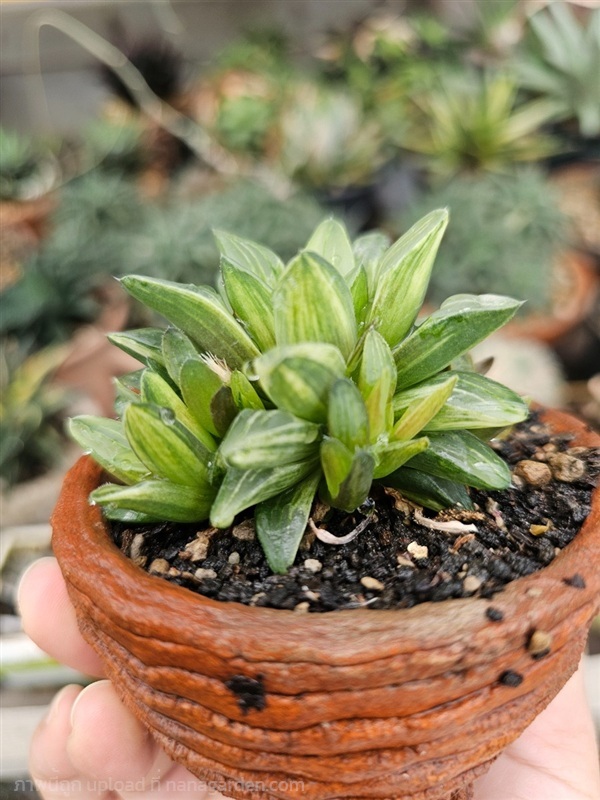 ต้นฮาโวเทียด่างฟอร์มกอแน่นๆ สีเหลืองนวลสวยดีค่ะ | proud garden - เมืองนครปฐม นครปฐม