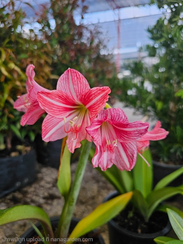 ต้นรางทองดอกสวย น้องเป็นไม้หัวตระกูลว่านสี่ทิศนะคะ | proud garden - เมืองนครปฐม นครปฐม