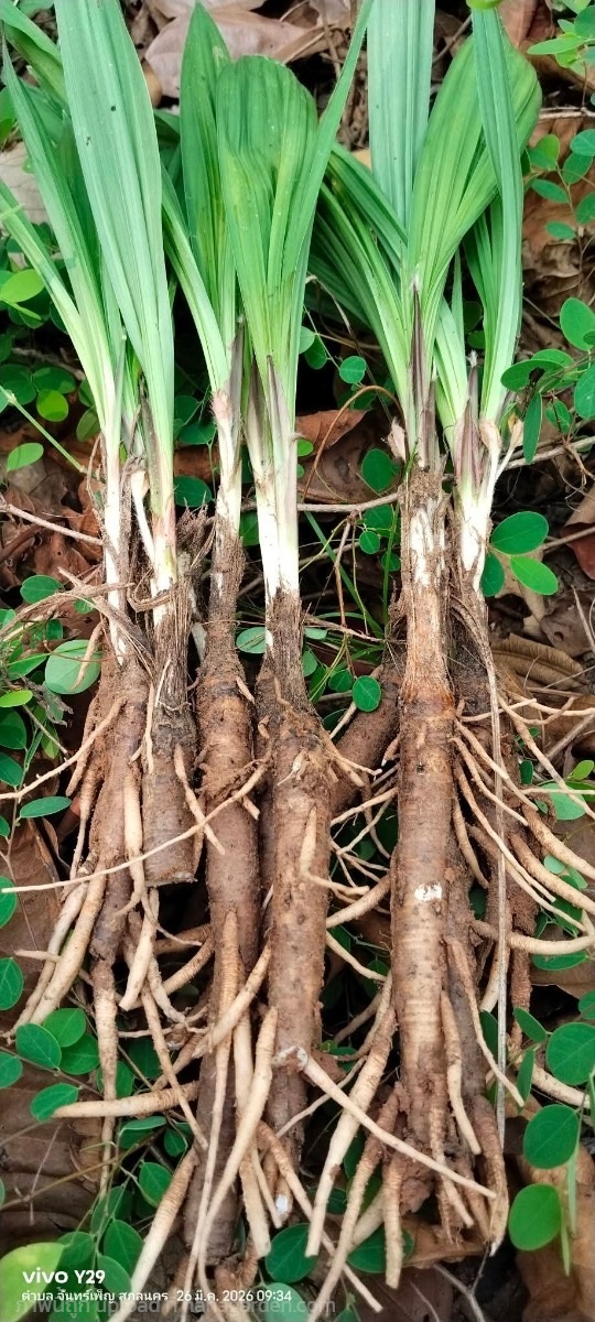 ว่านสากเหล็ก พร้าวนกคุ้ม ขายต้นกล้า | เมล็ดพันธุ์ดี เกษตรวิถีไทย - เมืองระยอง ระยอง