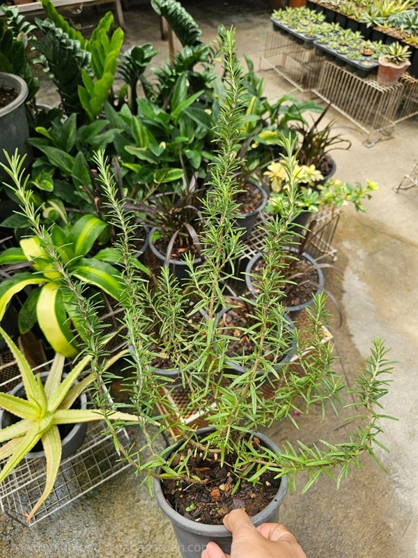 ต้นโรสแมรี่ต้นใหญ่ ฟอร์มสวย ใบมีกลิ่นหอม | proud garden - เมืองนครปฐม นครปฐม