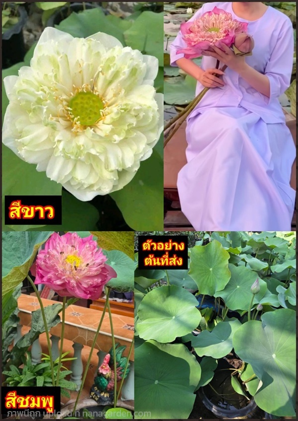 ต้น บัวหลวง บัวสัตตบงกช Sacred Lotus ขาว ชมพู | Shopping by lewat - เมืองมหาสารคาม มหาสารคาม