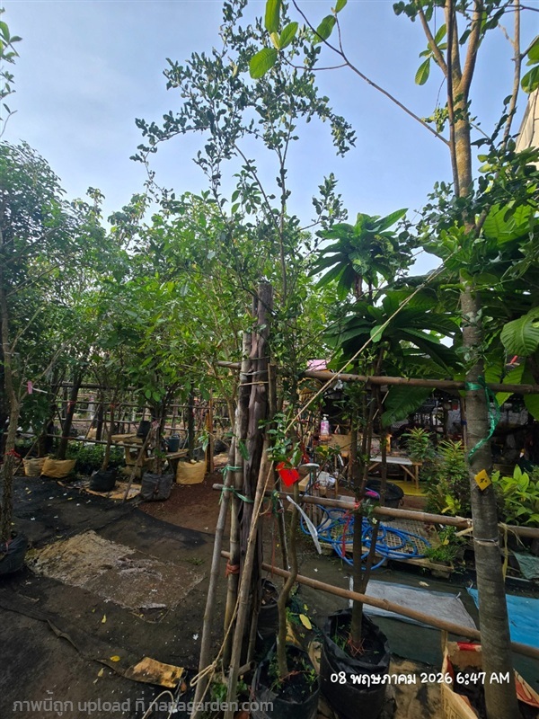 มะกรูด1.5 | สวนป้านิตย์ ปราจีนบุรี - เมืองปราจีนบุรี ปราจีนบุรี