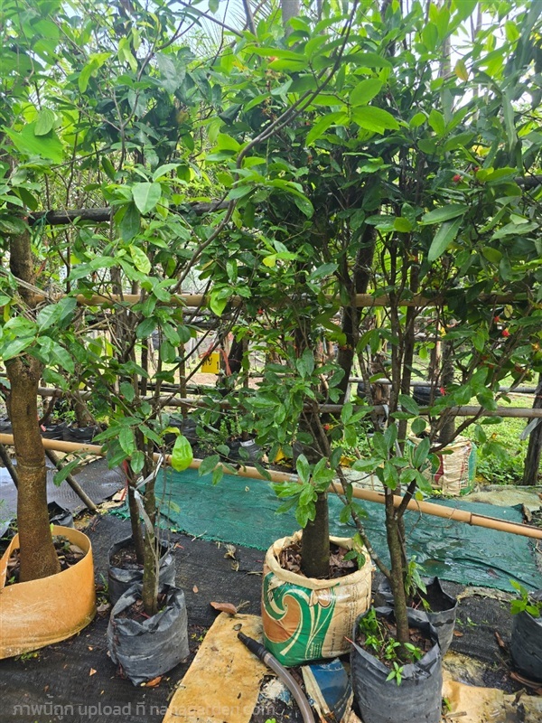 ช้างน้าว2" | สวนป้านิตย์ ปราจีนบุรี - เมืองปราจีนบุรี ปราจีนบุรี