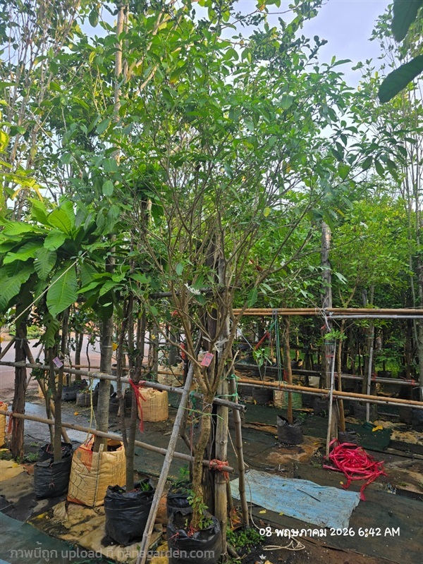 พุดกังหัน2" | สวนป้านิตย์ ปราจีนบุรี - เมืองปราจีนบุรี ปราจีนบุรี