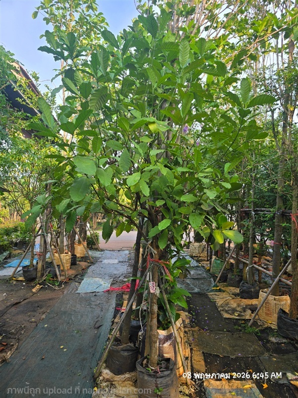 พุดเศรษฐีสยาม สูง2.8ม. | สวนป้านิตย์ ปราจีนบุรี - เมืองปราจีนบุรี ปราจีนบุรี