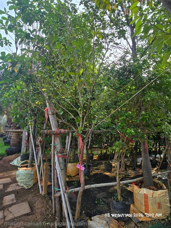 แก้วพวงดวงใจ2" | สวนป้านิตย์ ปราจีนบุรี - เมืองปราจีนบุรี ปราจีนบุรี