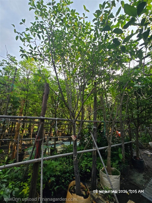 กันเกรา3"  | สวนป้านิตย์ ปราจีนบุรี - เมืองปราจีนบุรี ปราจีนบุรี