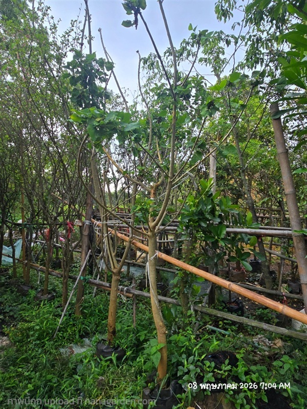 ทองหลางด่าง3" ดอกสีขาว | สวนป้านิตย์ ปราจีนบุรี - เมืองปราจีนบุรี ปราจีนบุรี