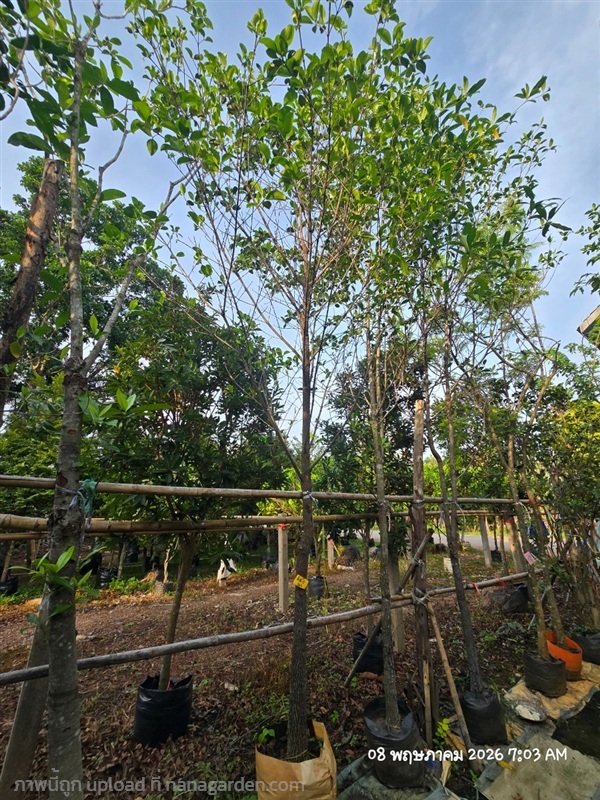 มั่งมี3"+ สูง4เมตร | สวนป้านิตย์ ปราจีนบุรี - เมืองปราจีนบุรี ปราจีนบุรี